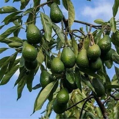 أفوكاتو Avocato - خدمات سيارات في البحيرة