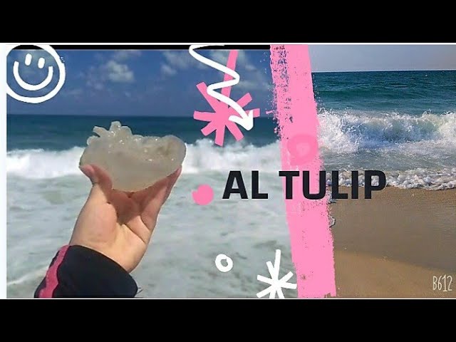 Al TULIP - مطاعم في شمال سيناء
