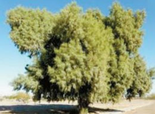 الاثل - خدمات سيارات في شمال سيناء