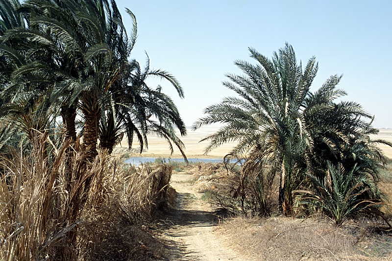 الفرافر الودي الجديد - مطاعم في الوادي الجديد