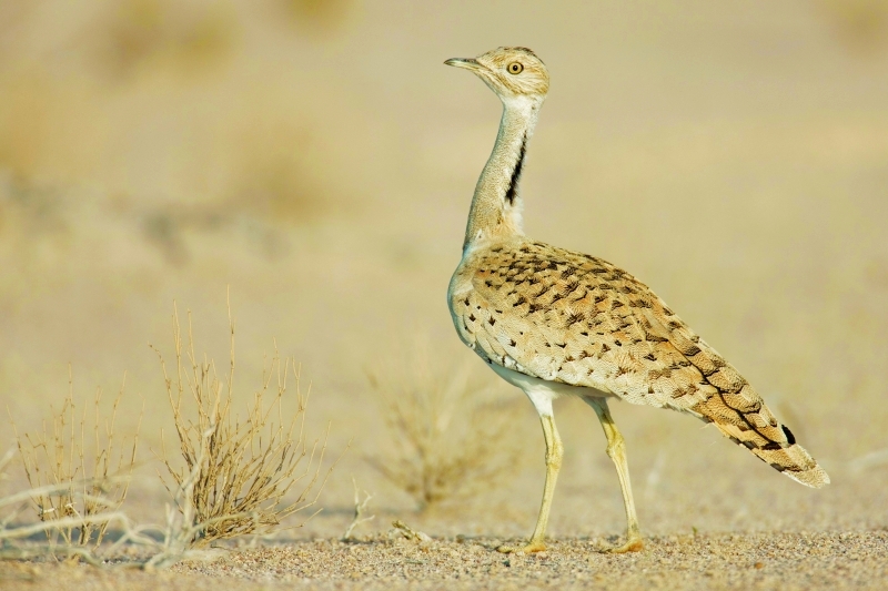 الحباري - سوبرماركت في الخور