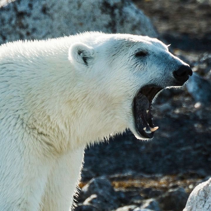 % ARABICA - كافيهات في دبي