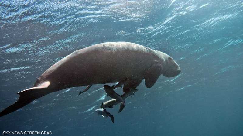 عروس البحر - فنادق في جنوب سيناء