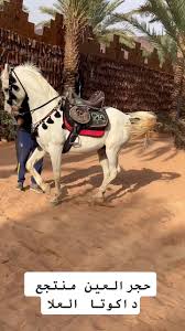 اصطبل داكوتا للفروسيه - صالات رياضية في العلا