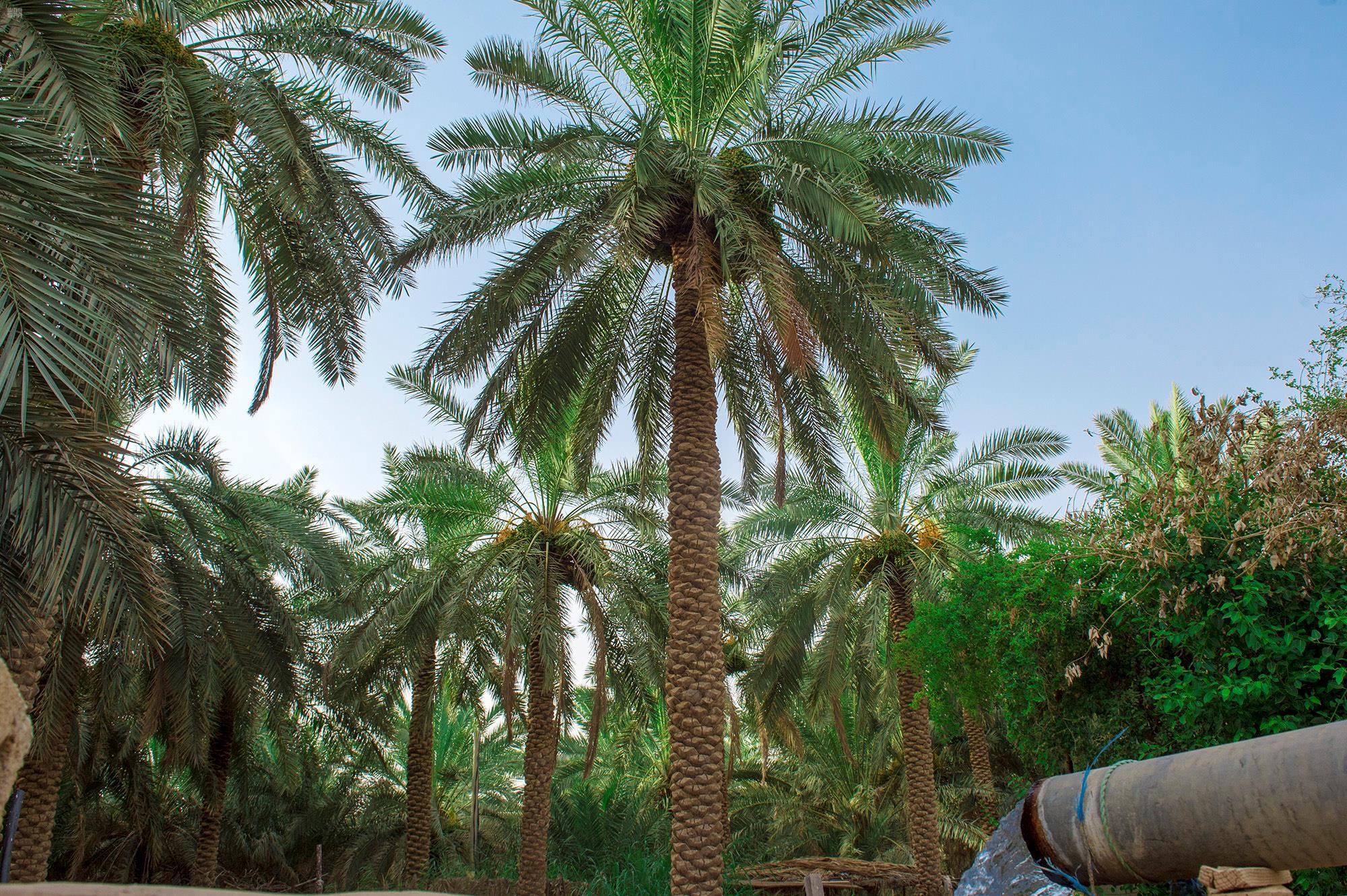 أسواق نخلة القصيم المركزية - مخابز في الرياض