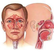 عيادة الأنف والأذن والحنجرة - دكتور / علي جمال العوني - عيادات في المنوفية