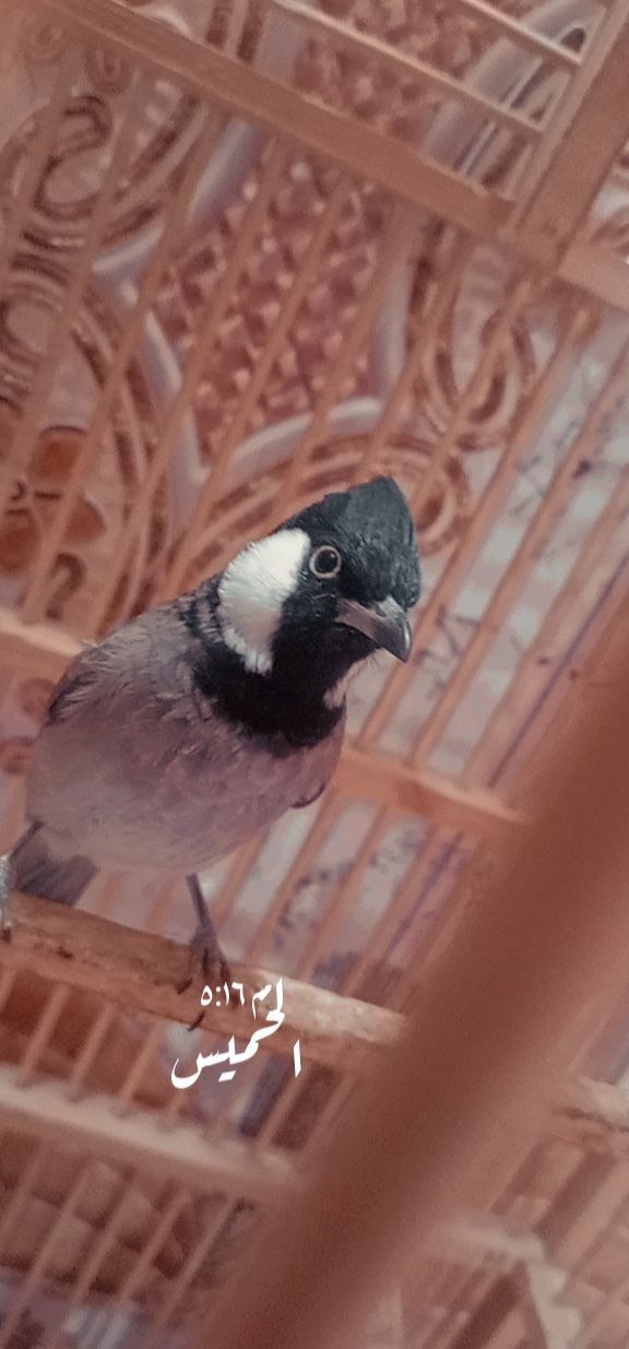 عيادة دكتورة زينب انور اخصائية جلديةوتجميل - عيادات جلدية في كركوك