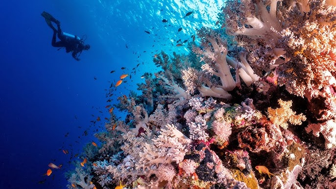 Beauty - مراكز تجميل في البحر الأحمر