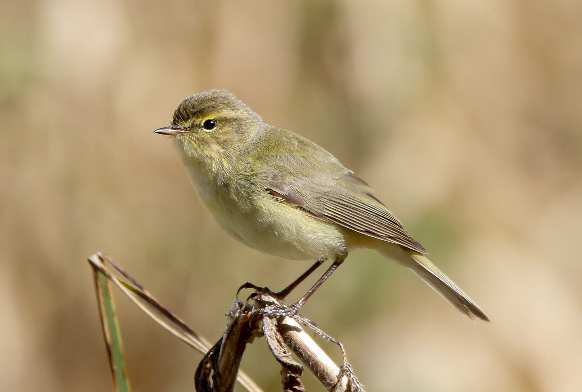 Chiffchaff cafe - كافيهات في الطفيلة