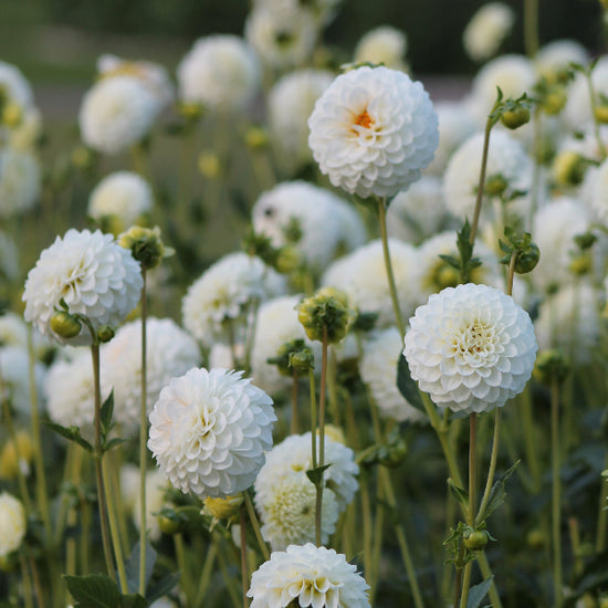 DRY CLEAN PETRA FLOWER - شركات تنظيف في معان