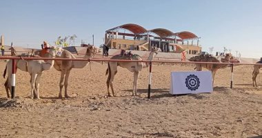 El mostashar - شركات تنظيف في الوادي الجديد