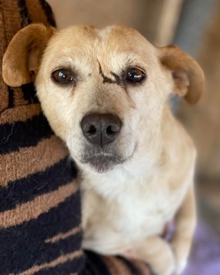 Gladness - كافيهات في نينوى