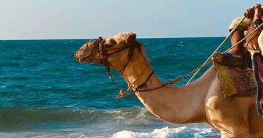 حلو في السربع - حلويات في شمال سيناء