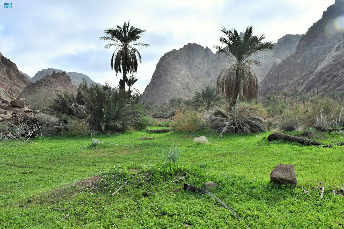 كاتان بيوتي - مراكز تجميل في حائل