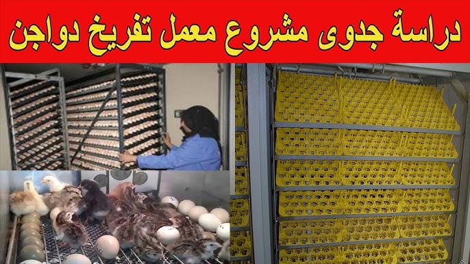 معمل تفريخ طيور الصباح. - مدارس في شمال سيناء