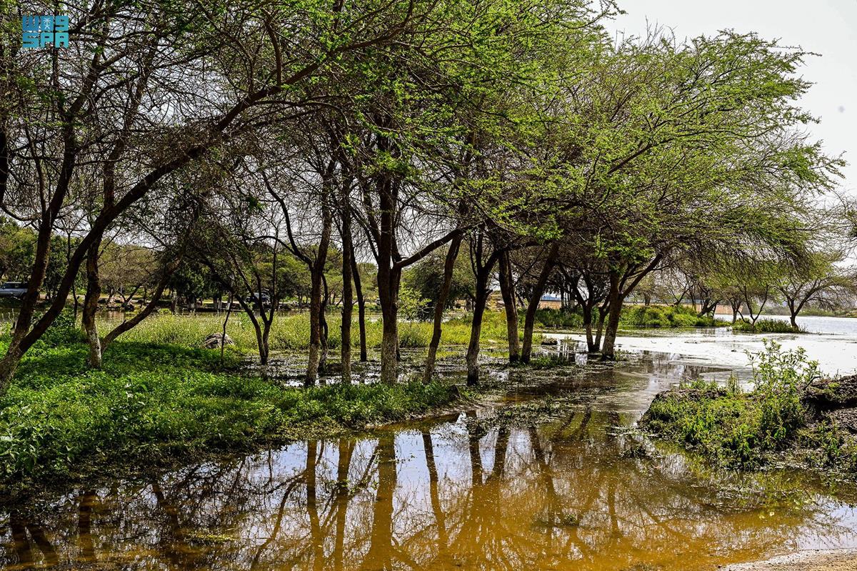 مغسلة الحاره - شركات تنظيف في الباحة