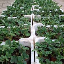 مشاتل السعودية بالقرائن بمحافظة شقراء - زراعة الشعر في شقراء