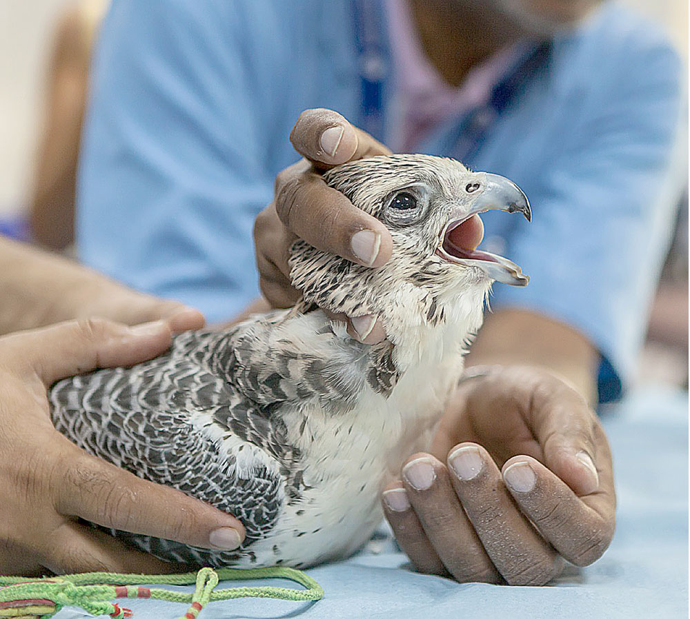 مستشفى البحرين للصقور - مستشفيات في المحافظة الجنوبية
