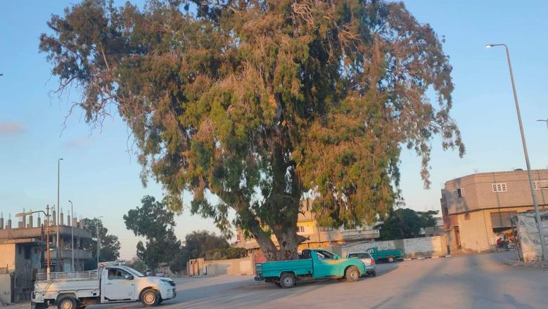 ميدان الكينيا بالشيخ زويد. - خدمات سيارات في شمال سيناء