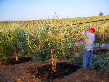 Olive Tree Cleaning & Maintenance Services - شركات تنظيف في دبي