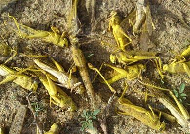 قاعدة جراد اسوان - شركات تنظيف في أسوان