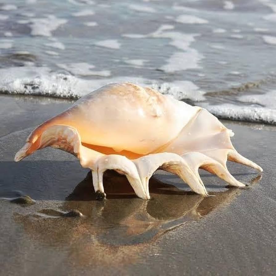 Sea Shell - كافيهات في البحر الأحمر