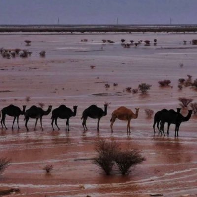 صيانة هافال وجريت وول الاحساء - خدمة الاقصى - خدمات سيارات في الشرقية