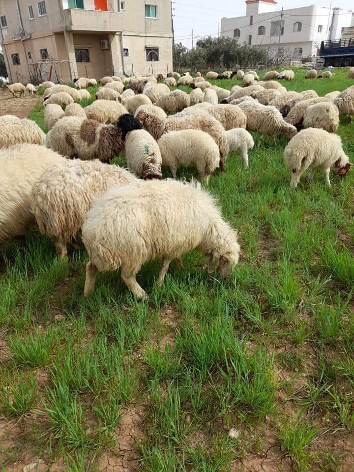 صيدلية روابي عمّان - صيدليات في عمّان