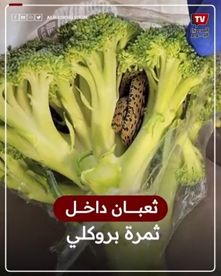 ثمرة التوحيد ماركت فرع الملاحه - سوبرماركت في السويس