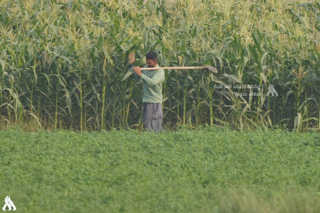 تصنيع حبوب الانبار المطحنة الحكومية - مخابز في الأنبار