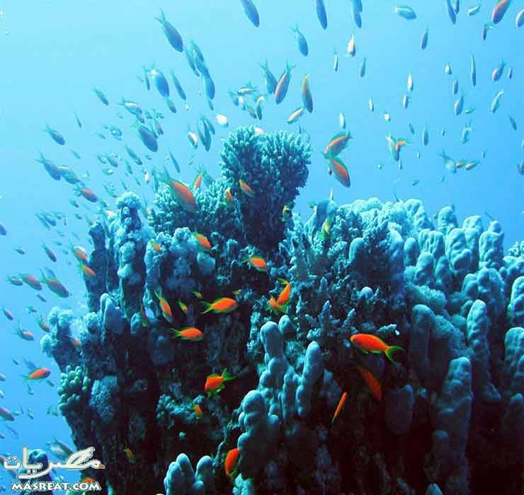 Venous Ali Beauty Center in Hurghada for Eyelashes, Hair Extensions,nails, Tattoo-and piercings Studio in Hurghada - مراكز تجميل في البحر الأحمر